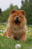 CHOW CHOW 471
